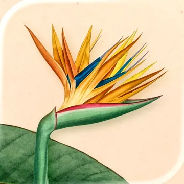 Art of Flora